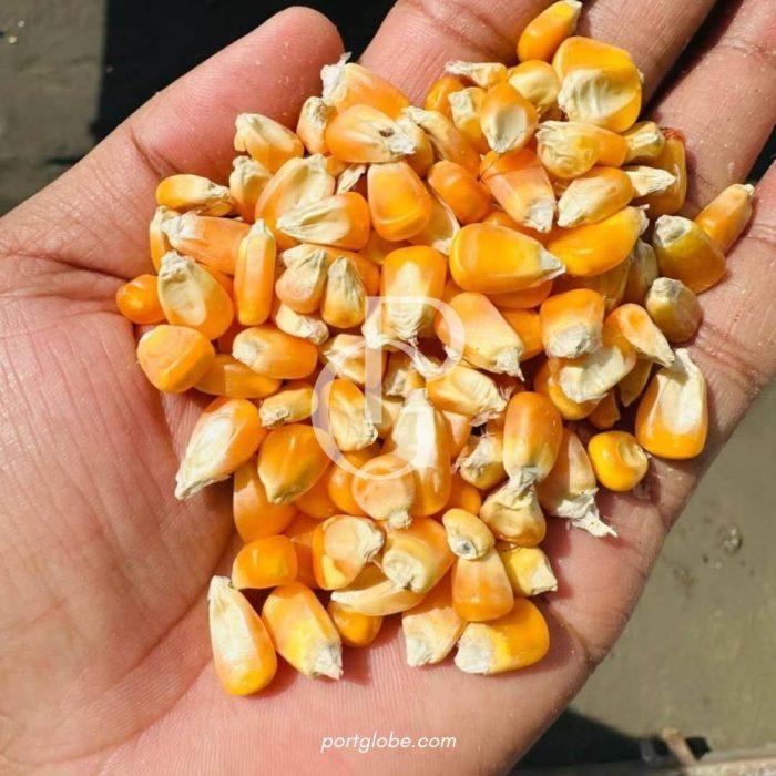 حبوب الذرة الصفراء (حاوية)