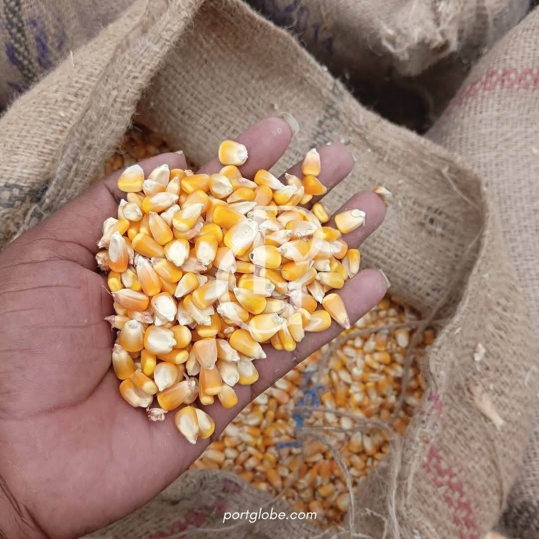 حبوب الذرة (2)