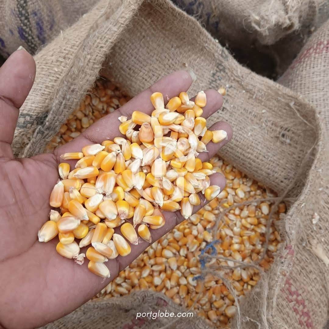 حبوب الذرة (3)