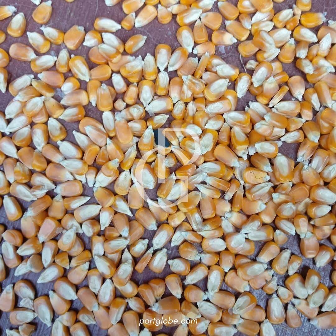حبوب الذرة (4)