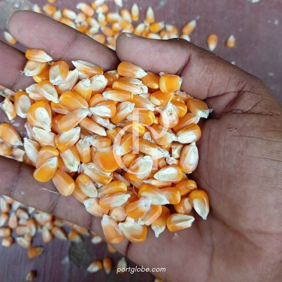 حبوب الذرة (5)